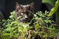 Gray cat with green eyes loves to eat the catnip plant Royalty Free Stock Photo