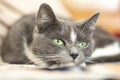 Gray cat with green eyes lying on the bed close-up Royalty Free Stock Photo