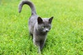 Gray cat with green eyes is standing on the grass. Royalty Free Stock Photo