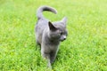 Gray cat with green eyes is standing on the grass. Royalty Free Stock Photo