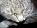 Gray cat head close, closed cat eyes