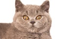 gray cat head looking at camera british breed under white background Royalty Free Stock Photo