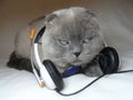 Gray cat with headphones