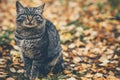 Gray Cat homeless sitting outdoor