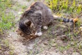 Gray cat hunter caught a mouse and eats it. Basic instinct in animals Royalty Free Stock Photo