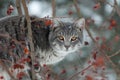 Gray cat hunting Royalty Free Stock Photo