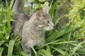 Gray cat hunting Royalty Free Stock Photo