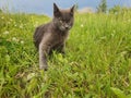 gray cat hunting in green grass Royalty Free Stock Photo