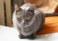 Gray cat hunts on orange fabric. Cat face close up. Gray cat with yellow eyes