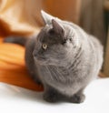 Gray cat hunts on orange fabric. Cat face close up. Gray cat with yellow eyes