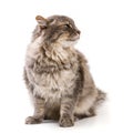 Gray cat isolated on white background Royalty Free Stock Photo
