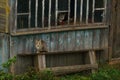 A gray cat and kittens are sitting on a wooden bench in the village. Street cats relax in nature. The cat sits quietly on a wooden Royalty Free Stock Photo