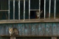 A gray cat and kittens are sitting on a wooden bench in the village. Street cats relax in nature. The cat sits quietly on a wooden Royalty Free Stock Photo