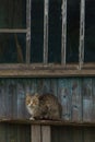 A gray cat and kittens are sitting on a wooden bench in the village. Street cats relax in nature. The cat sits quietly on a wooden Royalty Free Stock Photo