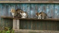 A gray cat and kittens are sitting on a wooden bench in the village. Street cats relax in nature. The cat sits quietly on a wooden Royalty Free Stock Photo