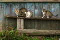 A gray cat and kittens are sitting on a wooden bench in the village. Street cats relax in nature. The cat sits quietly on a wooden Royalty Free Stock Photo