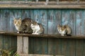 A gray cat and kittens are sitting on a wooden bench in the village. Street cats relax in nature. The cat sits quietly on a wooden Royalty Free Stock Photo