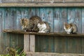 A gray cat and kittens are sitting on a wooden bench in the village. Street cats relax in nature. The cat sits quietly on a wooden Royalty Free Stock Photo