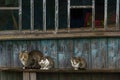 A gray cat and kittens are sitting on a wooden bench in the village. Street cats relax in nature. The cat sits quietly on a wooden Royalty Free Stock Photo