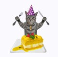 Cat gray eats cheese cake Royalty Free Stock Photo