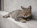 Gray cat laying down on concrete wall. close up short hair cat. Royalty Free Stock Photo