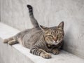 Gray cat laying down on concrete wall. close up short hair cat. Royalty Free Stock Photo