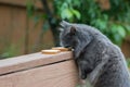 Cat licking cream cheese off of the bread