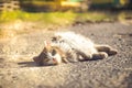 A gray cat Lies on the ground. Summer