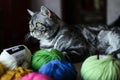 Gray cat lies next to the balls of colored woolen threads for knitting and look into the wimdow Royalty Free Stock Photo