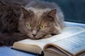 A gray cat lies on an open book. Reading your favorite book_ Royalty Free Stock Photo