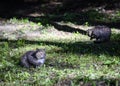 A gray cat with a light brown muzzle in a forest clearing