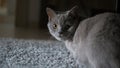 Gray cat looking camera Royalty Free Stock Photo