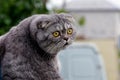 Gray cat looking with his head turned back Royalty Free Stock Photo