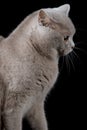 Gray cat looking a side Royalty Free Stock Photo