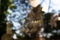 Gray cat looks through the window glass at the street