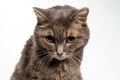 Gray cat lowered his head guiltily Royalty Free Stock Photo