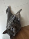 Gray Cat Lying on Back on Tile Floor, Looking Up at Camera Royalty Free Stock Photo