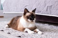 Gray cat lying on the carpet in the room Royalty Free Stock Photo
