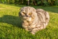 Gray cat lying on the grass. Royalty Free Stock Photo