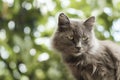 Gray cat lying on green blurred bokeh background