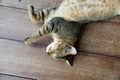 Gray cat lying on the ground, Look with drowsiness. Royalty Free Stock Photo