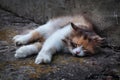 The cat sleeps on the concrete. Pets. Beautiful animals.