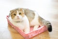 The gray cat is lying in a pink basket in the room. Royalty Free Stock Photo