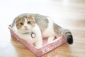 The gray cat is lying in a pink basket in the room. Royalty Free Stock Photo