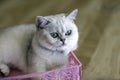 The gray cat is lying in a pink basket in the room.soft focus Royalty Free Stock Photo