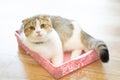 The gray cat is lying in a pink basket in the room.soft focus Royalty Free Stock Photo