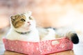 The gray cat is lying in a pink basket in the room.soft focus Royalty Free Stock Photo