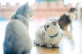 The white-gray cat sits wonderfully on the floor in the room Royalty Free Stock Photo