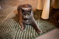 gray cat, lying on the rug, at home. Shelter for pets. Diseases, treatment of pedigree cats.