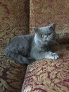 Gray cat lying on sofa Royalty Free Stock Photo